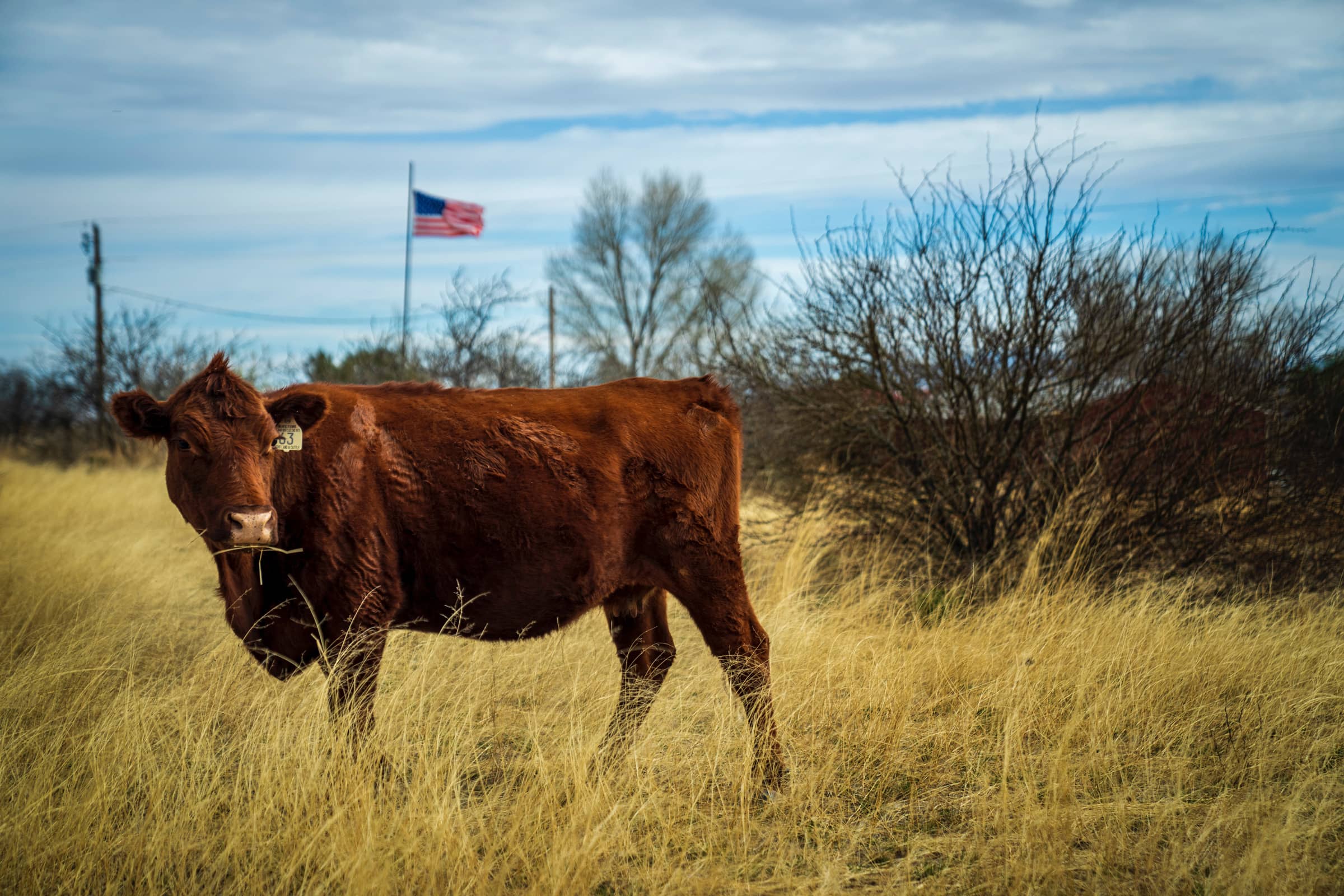 beef cattle grazing slider image