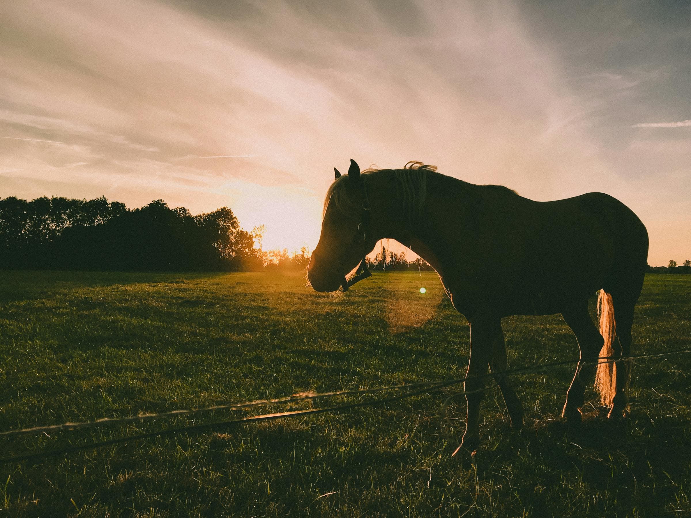 horse running slider image